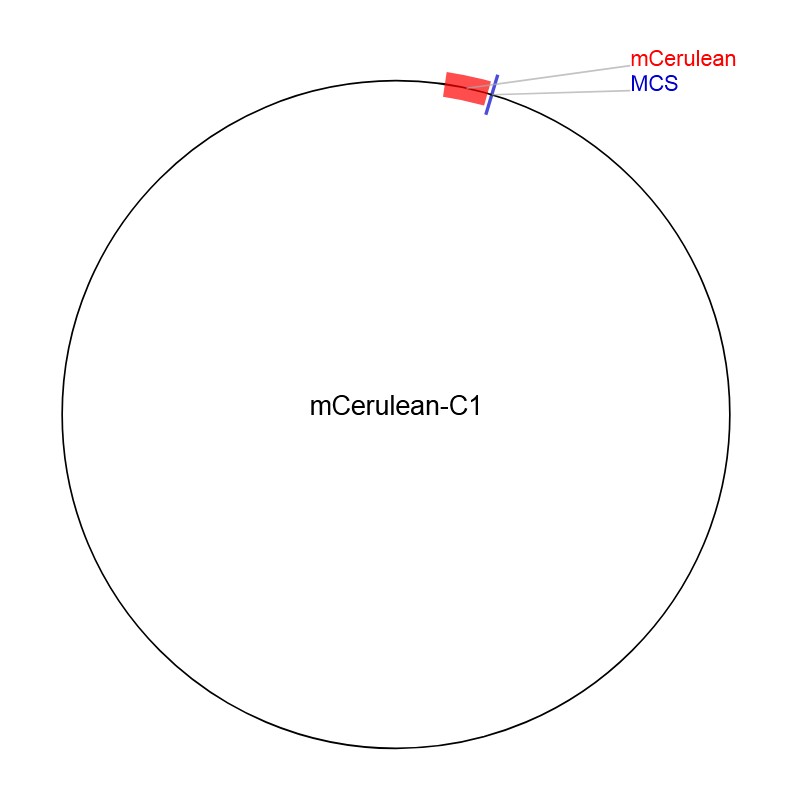 mCerulean-C1ͼƬ