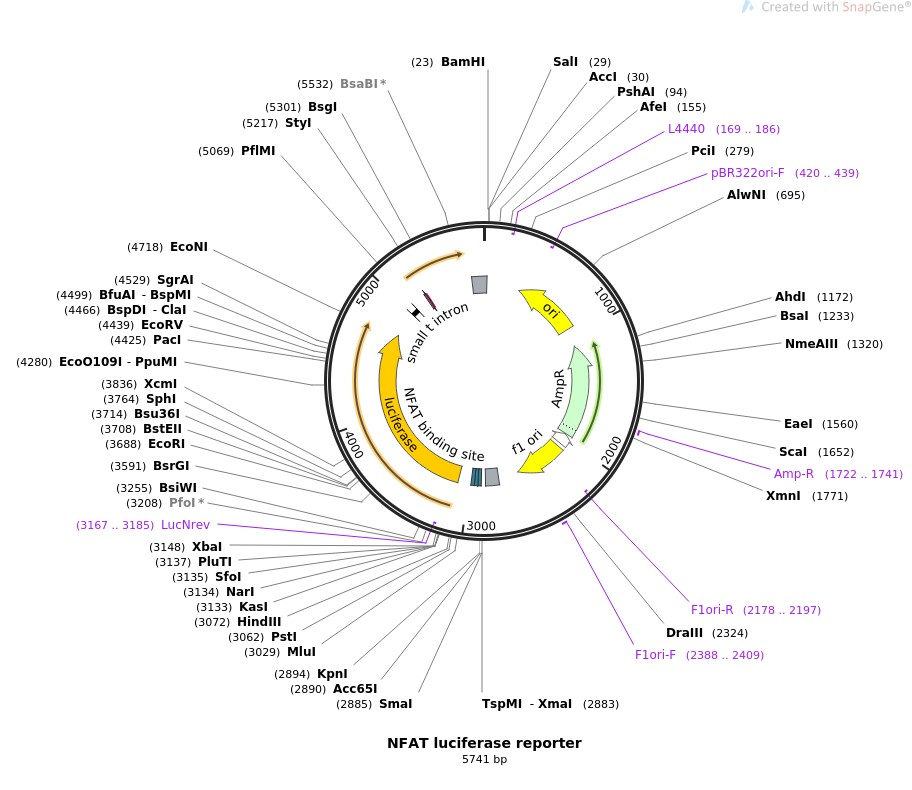 NFAT luciferase reporterͼƬ