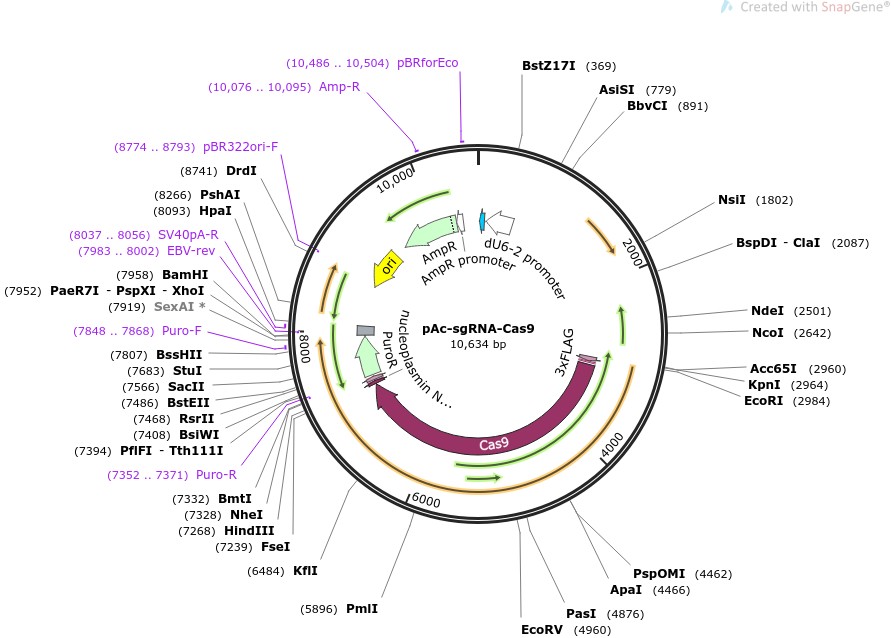 pAc-sgRNA-Cas9ͼƬ