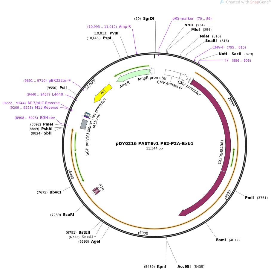 pDY0216 PASTEv1 PE2-P2A-Bxb1ͼƬ