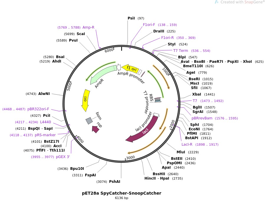 pET28a SpyCatcher-SnoopCatcherͼƬ