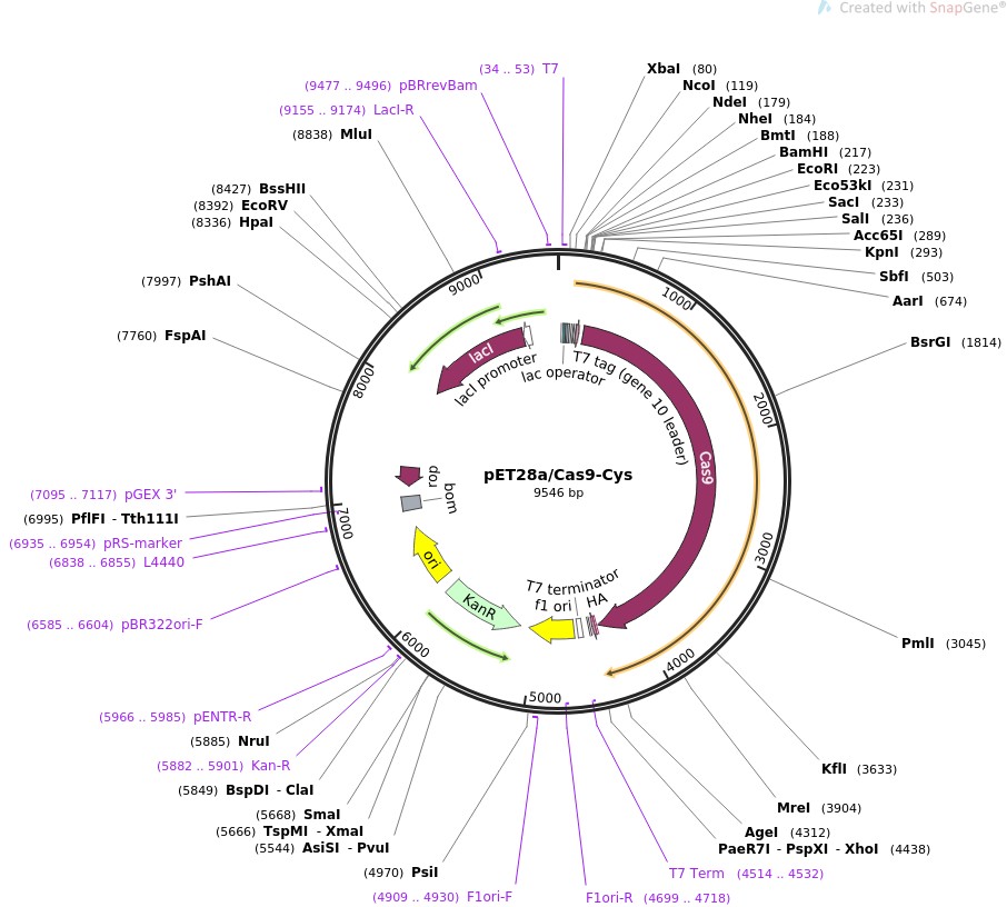 pET28a/Cas9-CysͼƬ