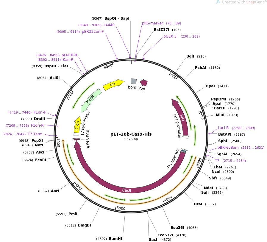 pET-28b-Cas9-HisͼƬ