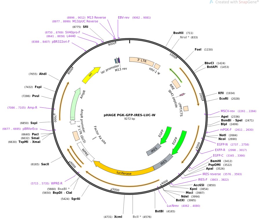 pHAGE PGK-GFP-IRES-LUC-WͼƬ