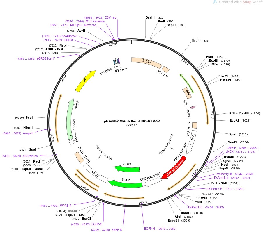 pHAGE-CMV-dsRed-UBC-GFP-WͼƬ