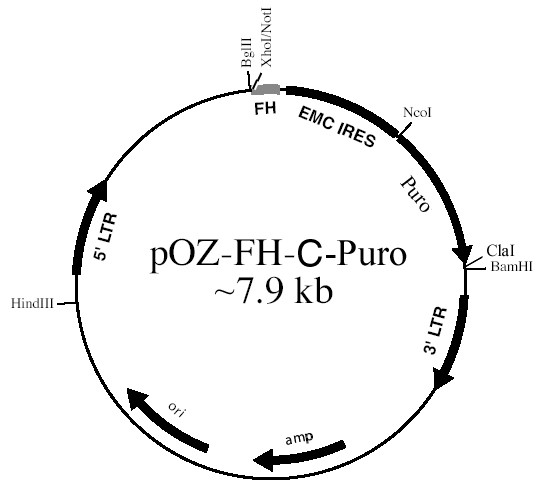 pOZ-FH-C-puroͼƬ