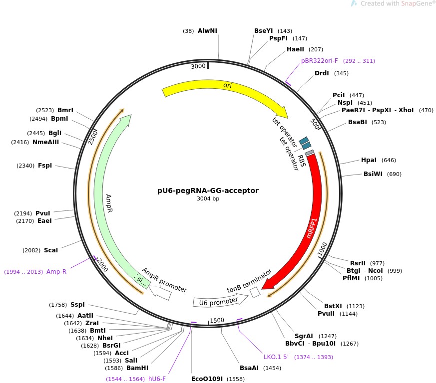 pU6-pegRNA-GG-acceptorͼƬ