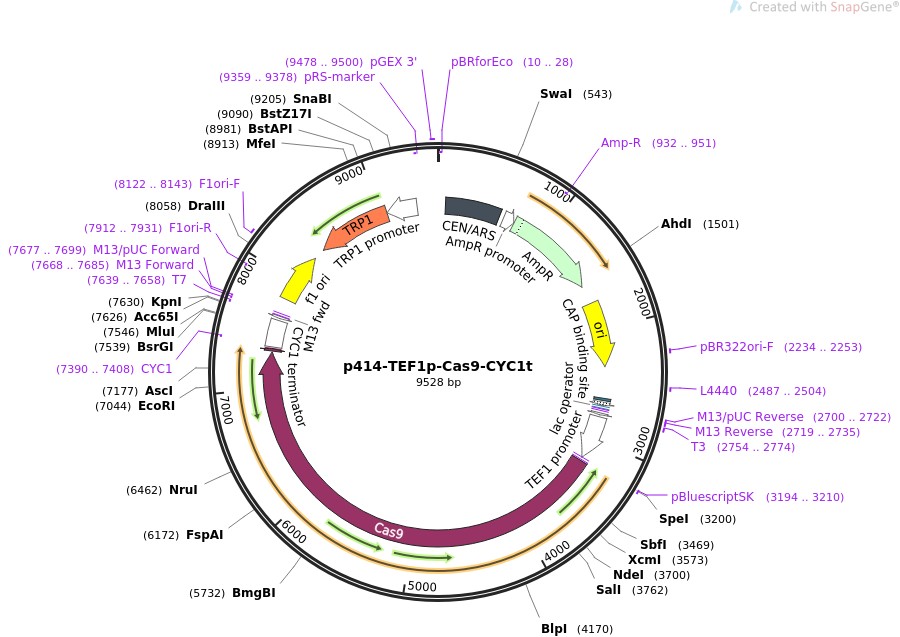 p414-TEF1p-Cas9-CYC1tͼƬ