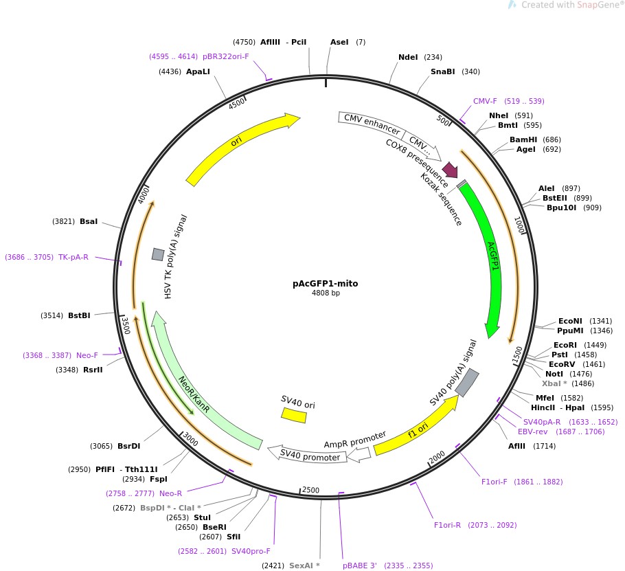 pAcGFP1-mitoͼƬ