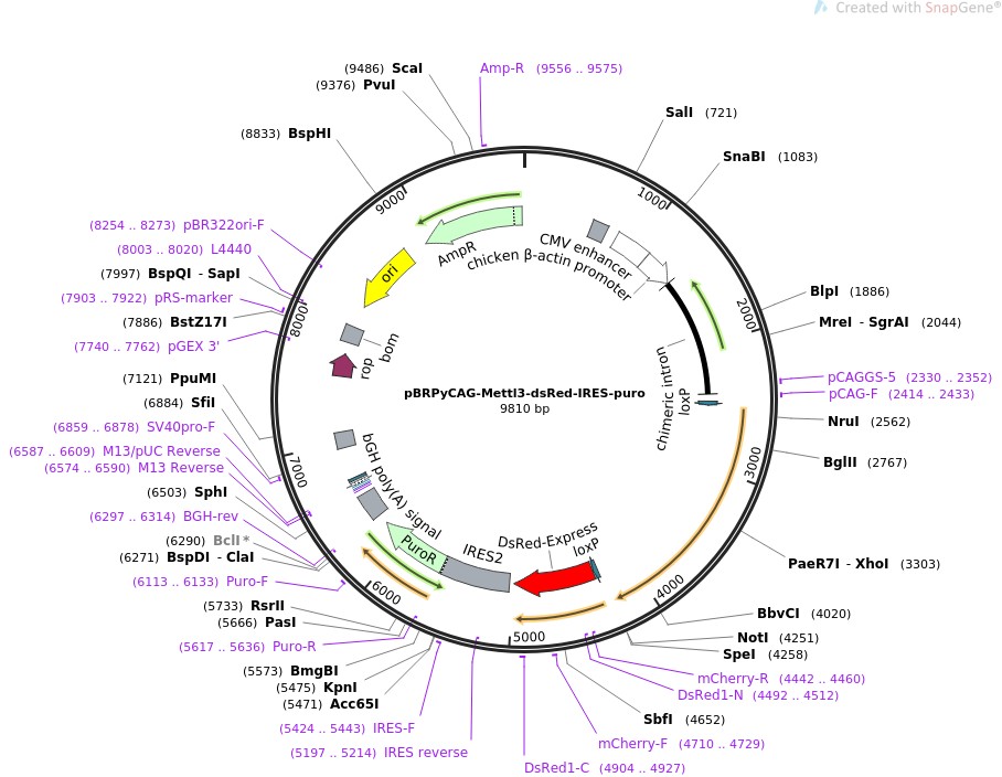 pBRPyCAG-Mettl3-dsRed-IRES-puroͼƬ