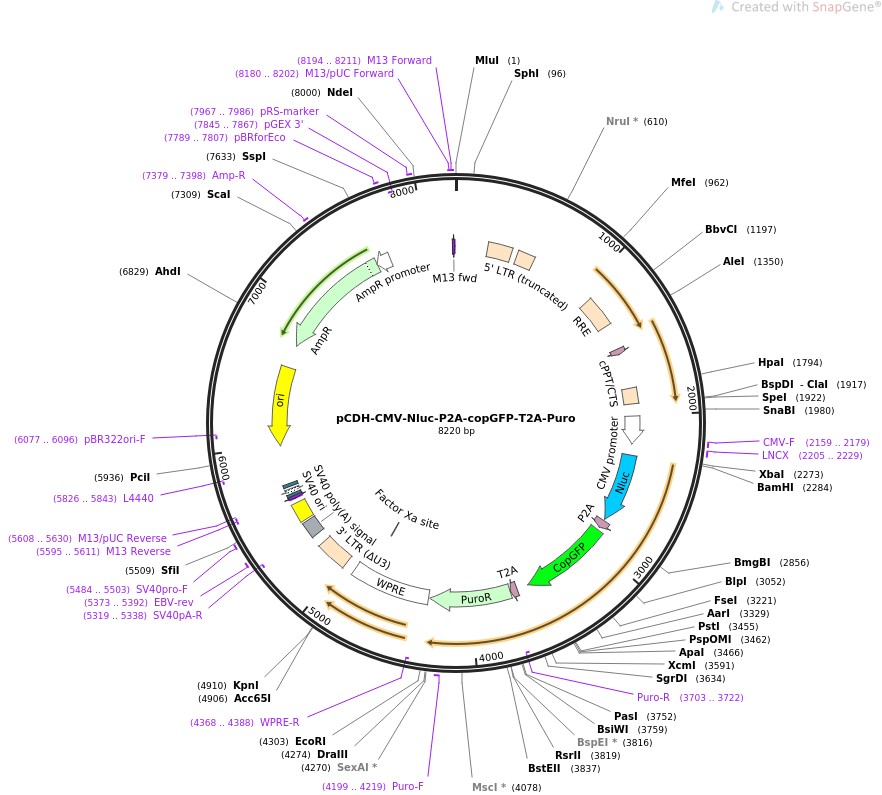 pCDH-CMV-Nluc-P2A-copGFP-T2A-PuroͼƬ