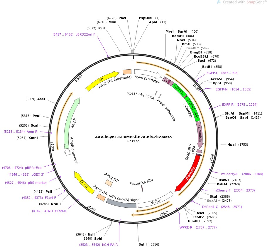 AAV-hSyn1-GCaMP6f-P2A-nls-dTomatoͼƬ