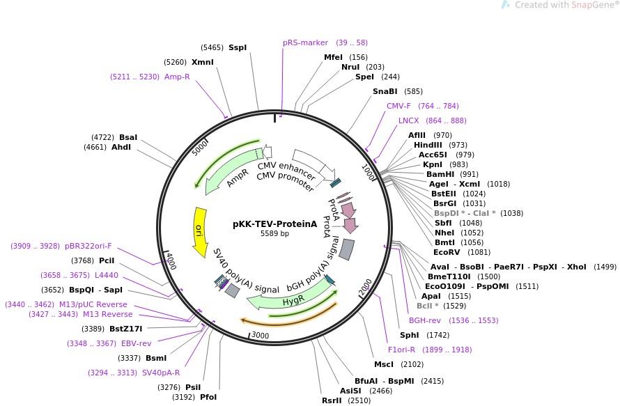 pKK-TEV-ProteinAͼƬ