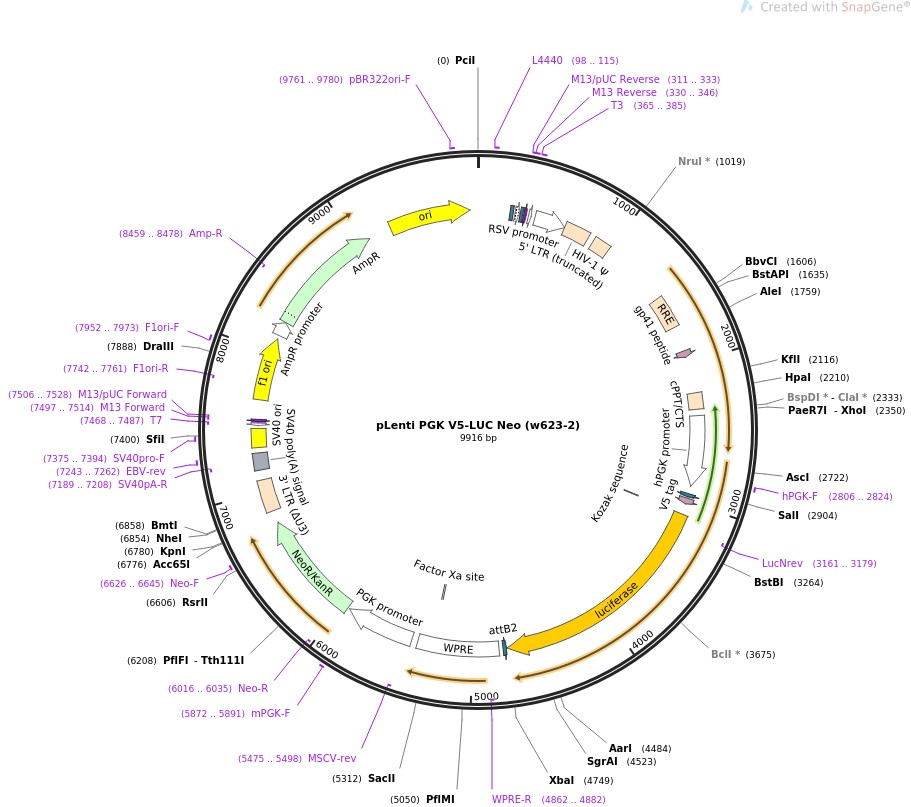 pLenti PGK V5-LUC Neo (w623-2)ͼƬ