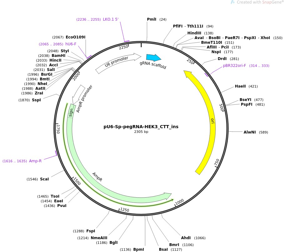 pU6-Sp-pegRNA-HEK3-CTT-insͼƬ