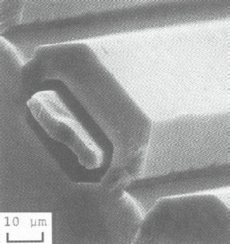 Silicon Resonant Sensor