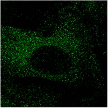 mCherry antibody,orb11618ͼƬ