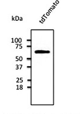 tdTomato antibody,orb182397ͼƬ