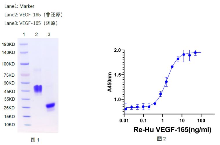 VEGF165